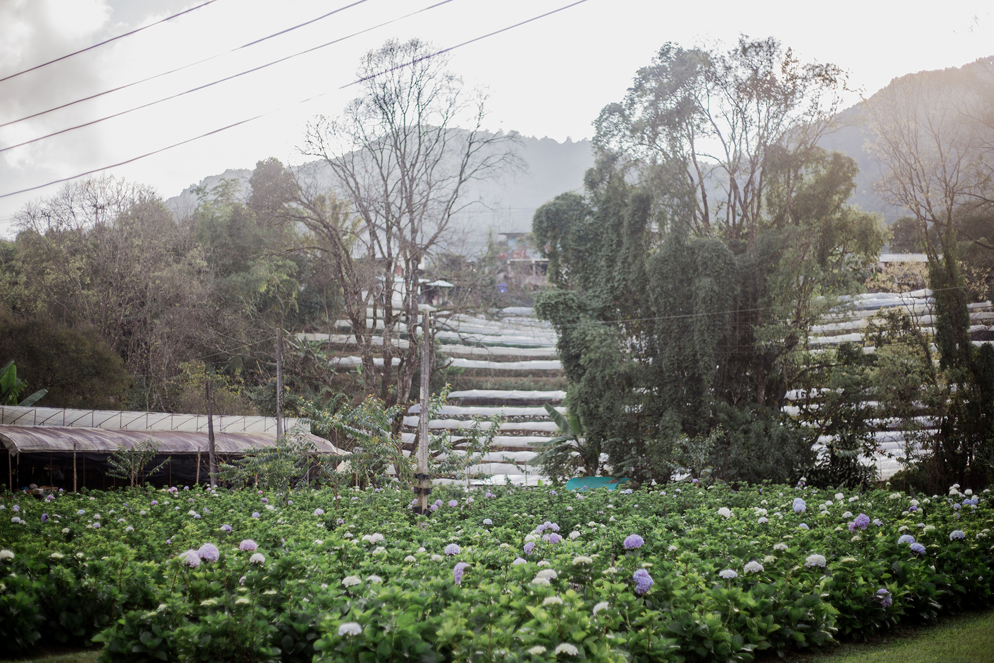 Garden gallery 8