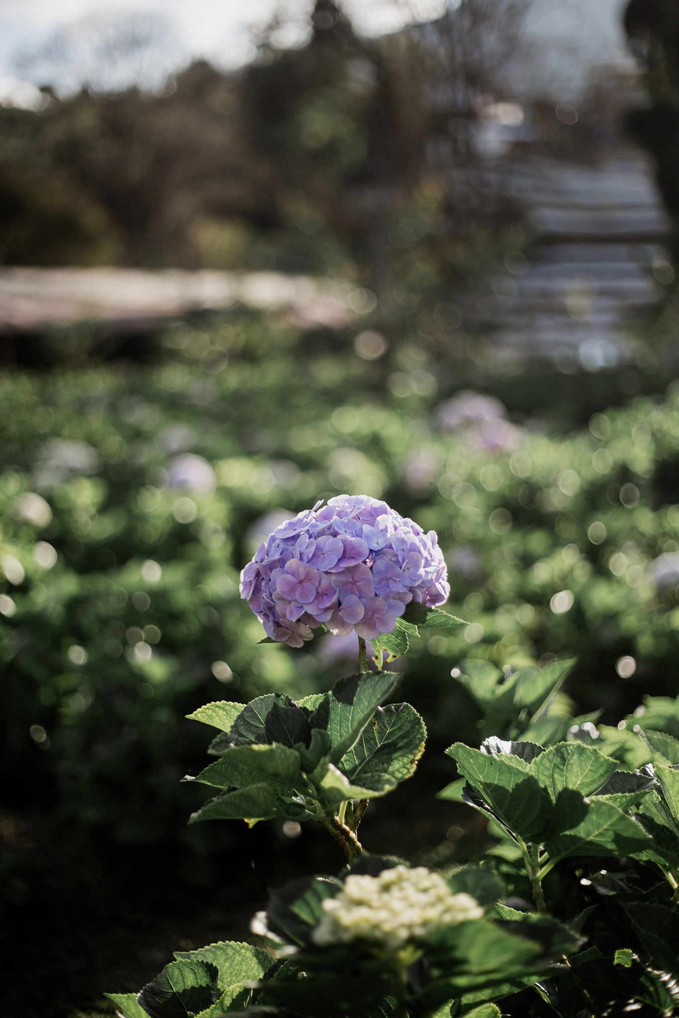 Garden gallery 4