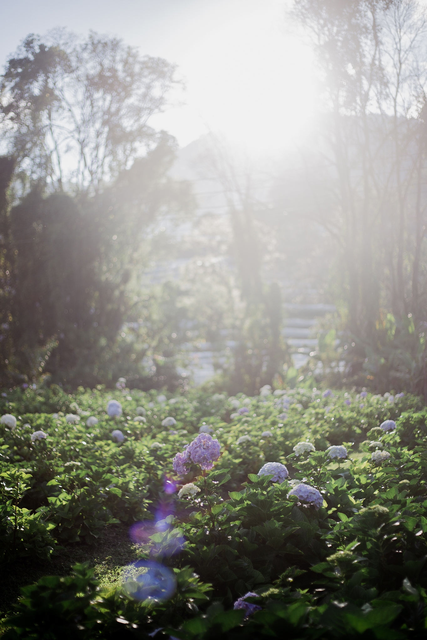 Garden gallery 10