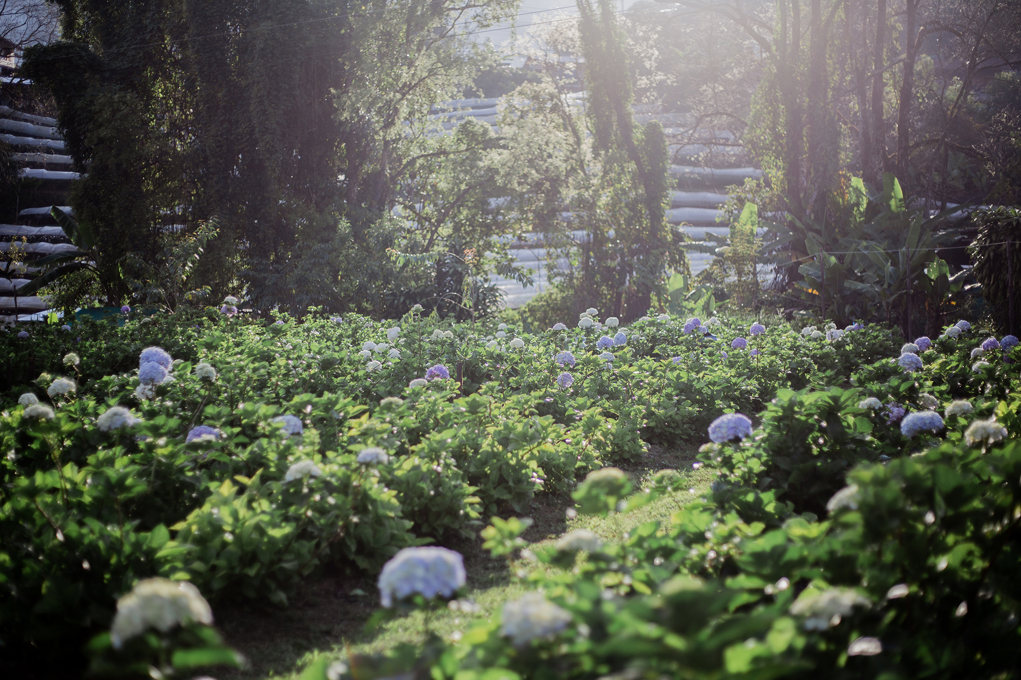 Garden gallery 3