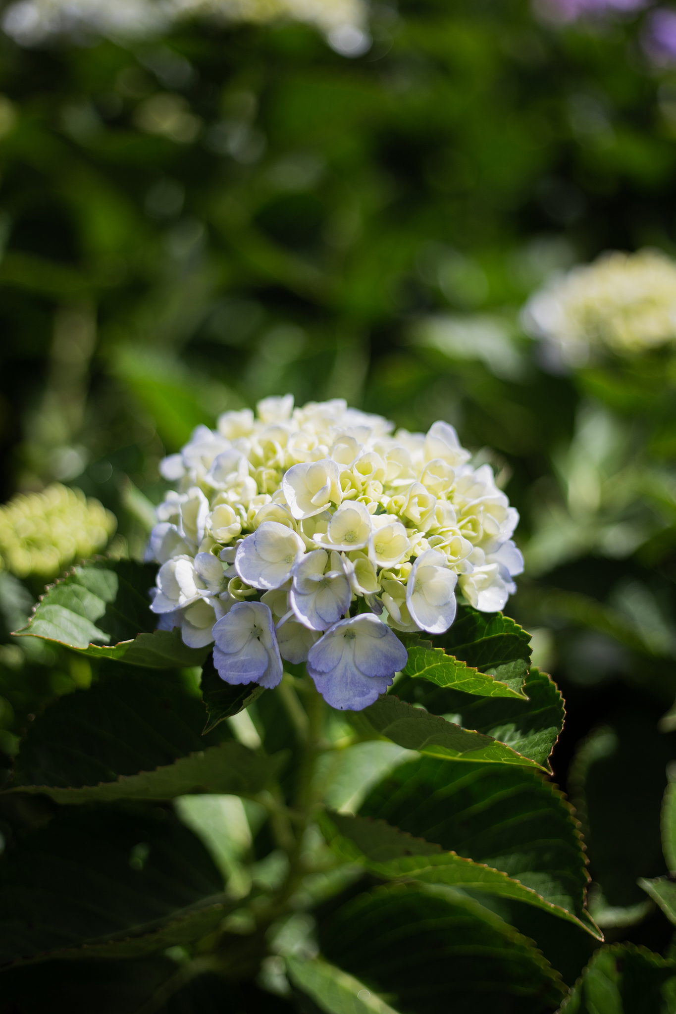 Garden gallery 7