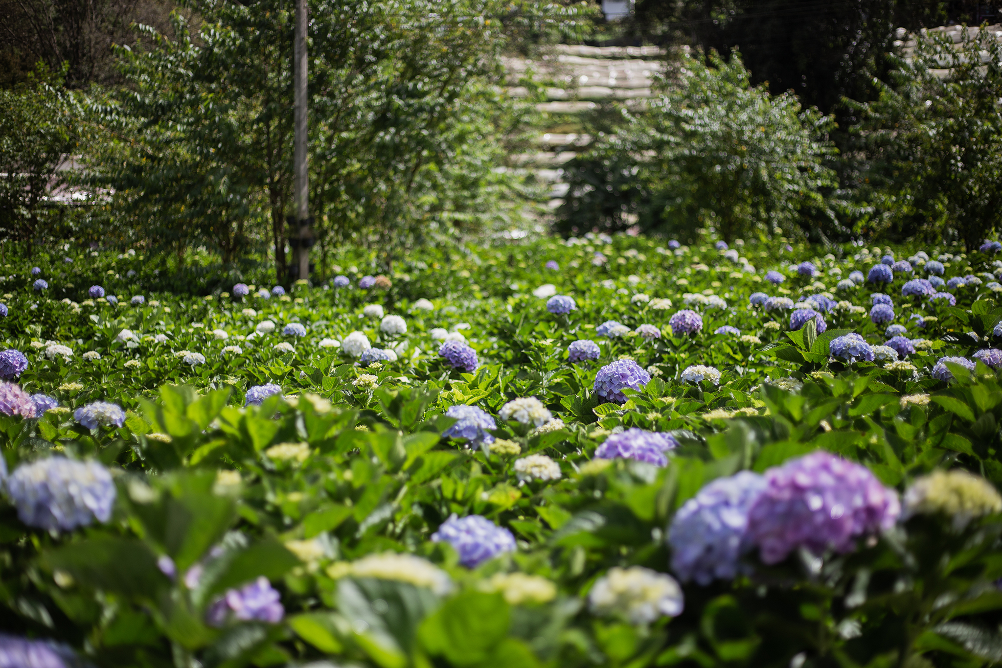 Garden gallery 13