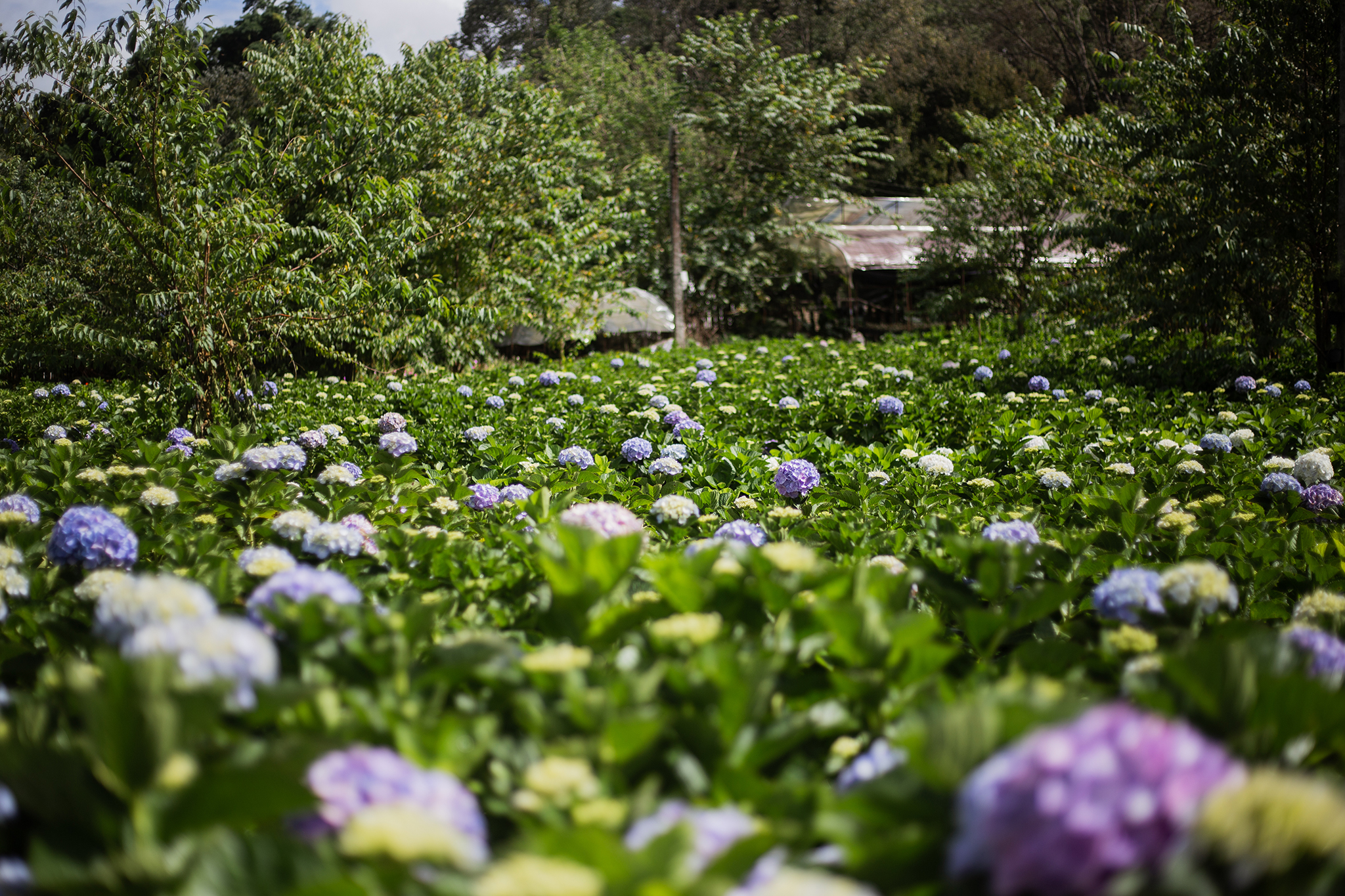 Garden gallery 1