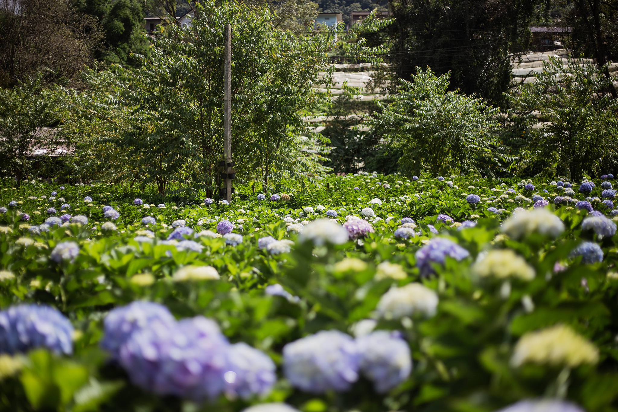 Garden gallery 6