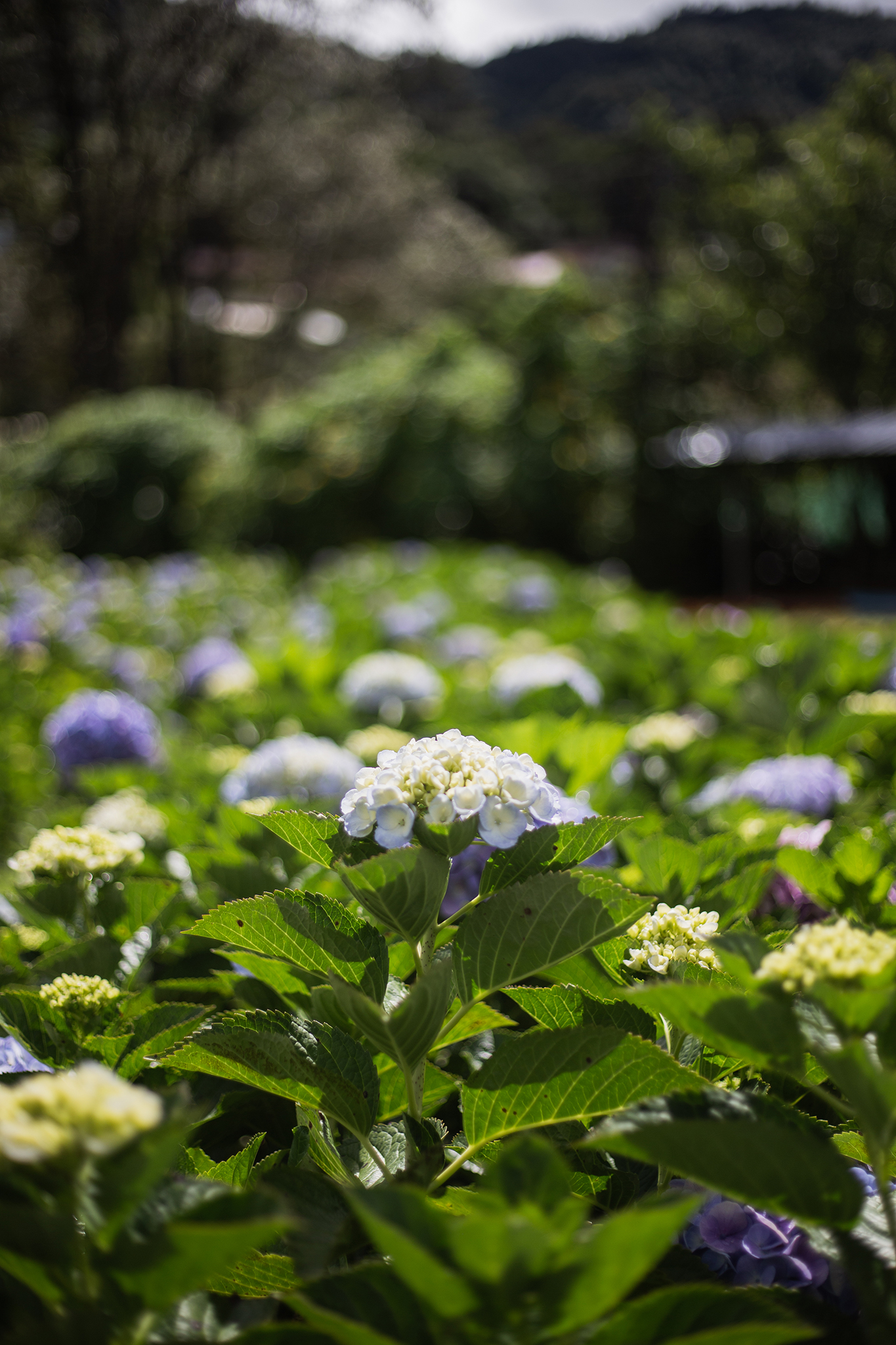 Garden gallery 11